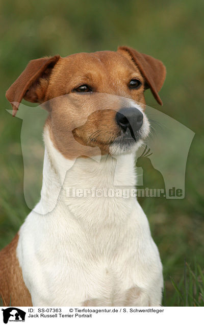 Jack Russell Terrier Portrait / Jack Russell Terrier Portrait / SS-07363