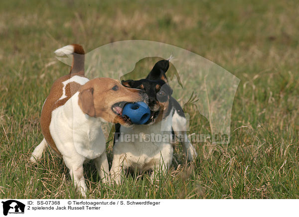 2 spielende Jack Russell Terrier / SS-07368