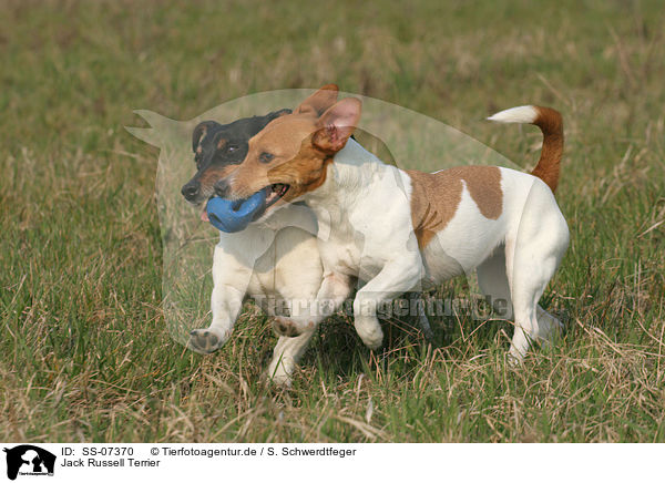 Jack Russell Terrier / SS-07370