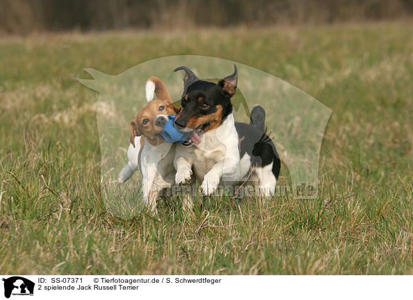 2 spielende Jack Russell Terrier / SS-07371