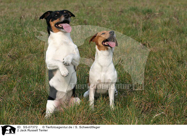 2 Jack Russell Terrier / 2 Jack Russell Terrier / SS-07372