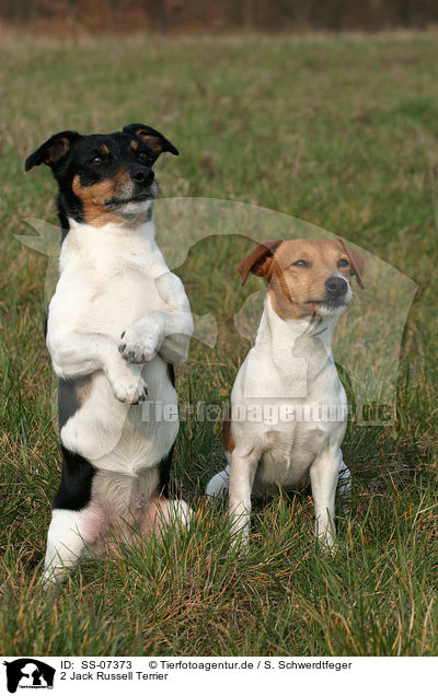 2 Jack Russell Terrier / 2 Jack Russell Terrier / SS-07373