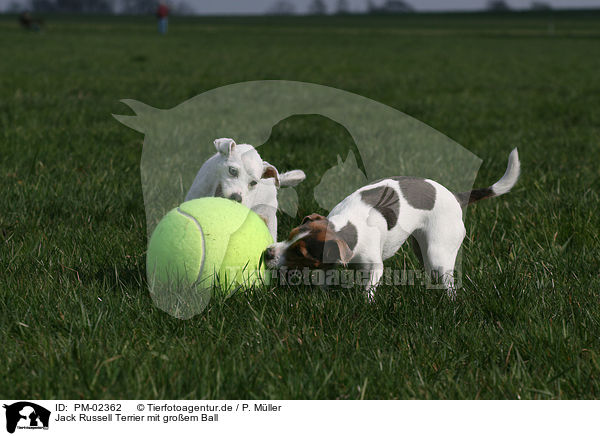 Jack Russell Terrier mit groem Ball / PM-02362