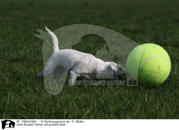 Jack Russell Terrier mit groem Ball / PM-02364