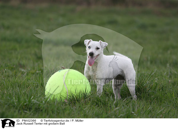 Jack Russell Terrier mit groem Ball / PM-02366