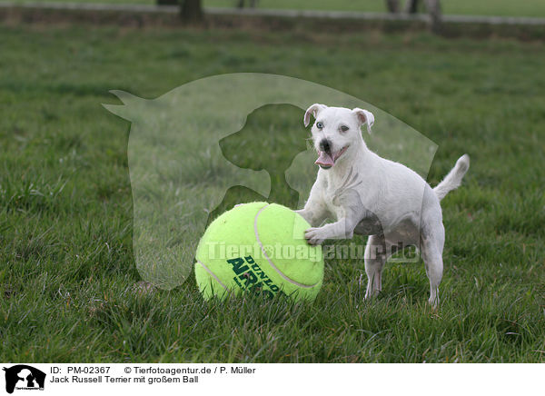 Jack Russell Terrier mit groem Ball / PM-02367