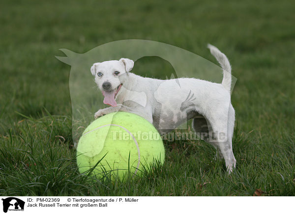 Jack Russell Terrier mit groem Ball / PM-02369