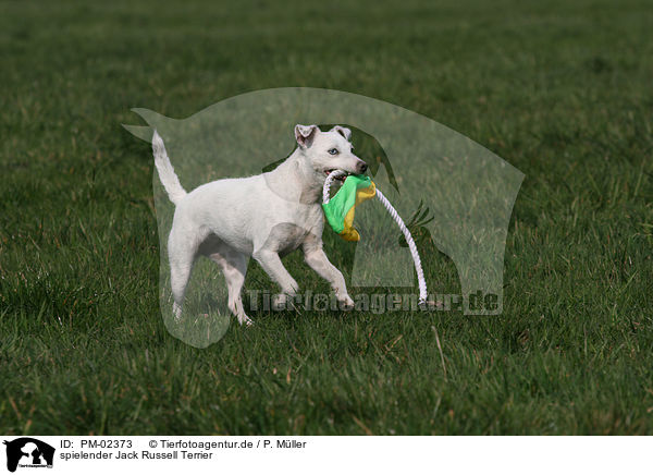 spielender Jack Russell Terrier / PM-02373