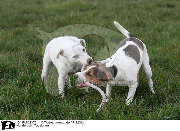 Hunde beim Tauziehen / PM-02376