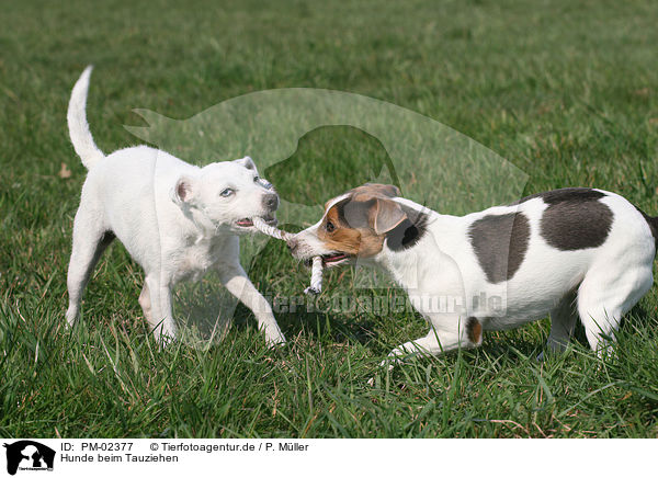 Hunde beim Tauziehen / PM-02377