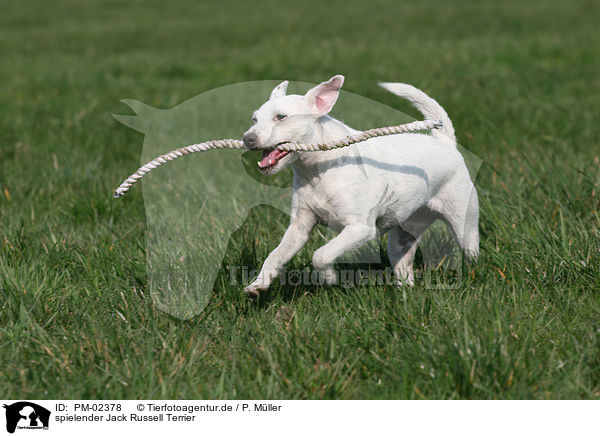 spielender Jack Russell Terrier / PM-02378