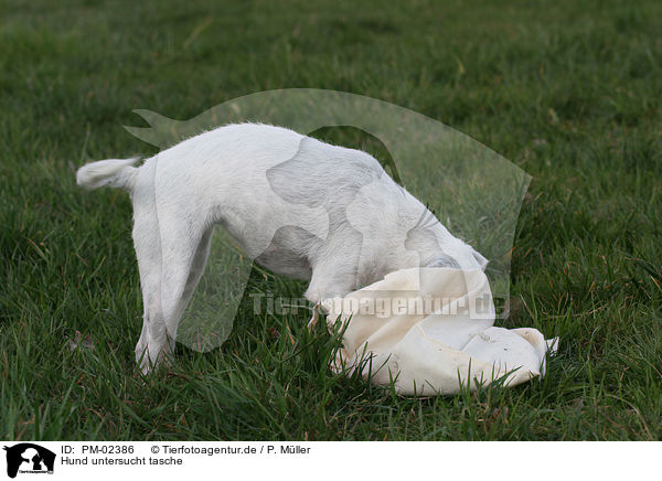 Hund untersucht tasche / PM-02386