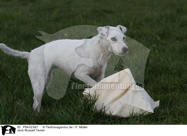 Jack Russell Terrier / PM-02387