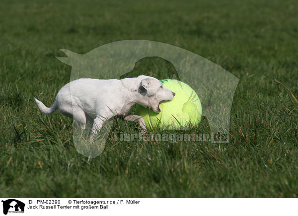 Jack Russell Terrier mit groem Ball / PM-02390