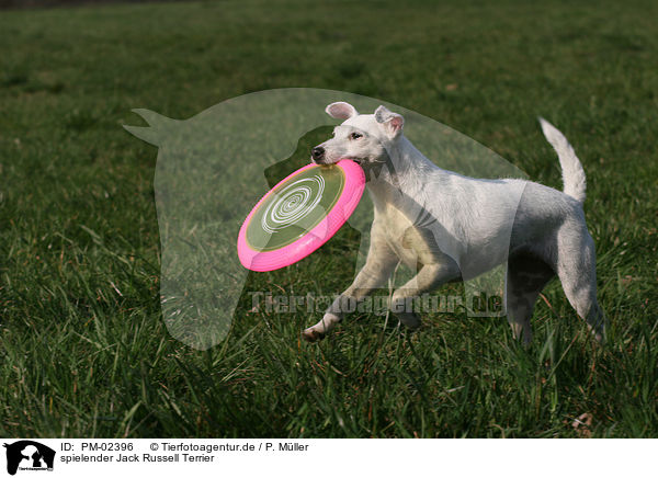 spielender Jack Russell Terrier / PM-02396