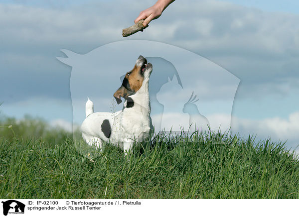 springender Jack Russell Terrier / IP-02100