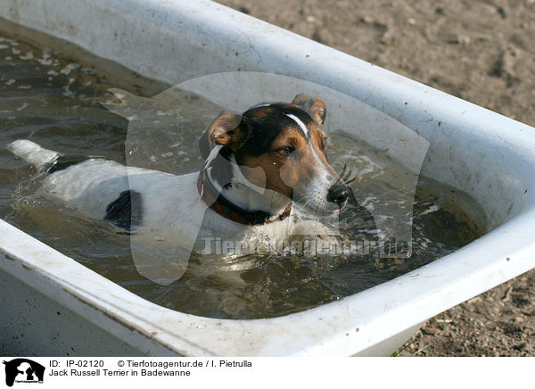 Jack Russell Terrier in Badewanne / IP-02120
