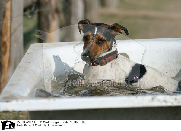 Jack Russell Terrier in Badewanne / IP-02121