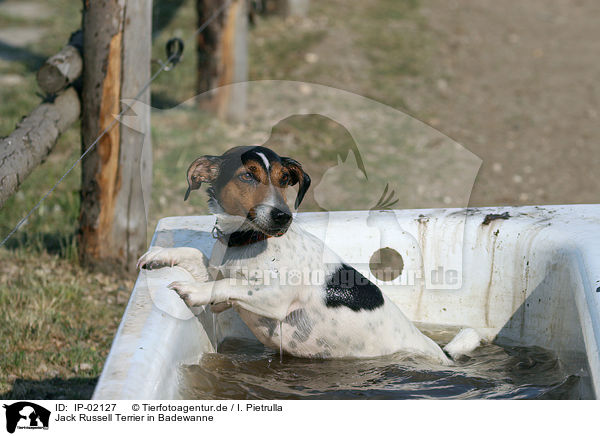 Jack Russell Terrier in Badewanne / IP-02127