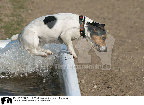 Jack Russell Terrier in Badewanne / IP-02128