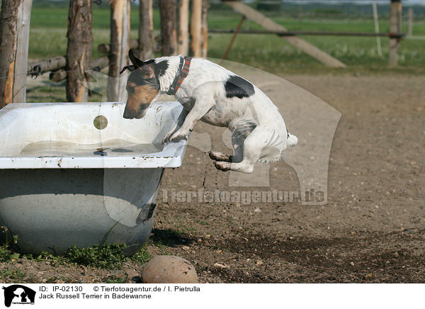 Jack Russell Terrier in Badewanne / IP-02130