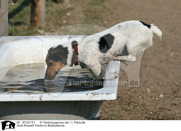 Jack Russell Terrier in Badewanne / IP-02131
