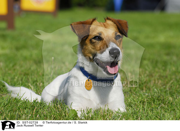 Jack Russell Terrier / Jack Russell Terrier / SST-02728
