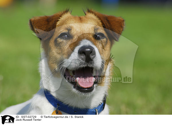 Jack Russell Terrier / Jack Russell Terrier / SST-02729