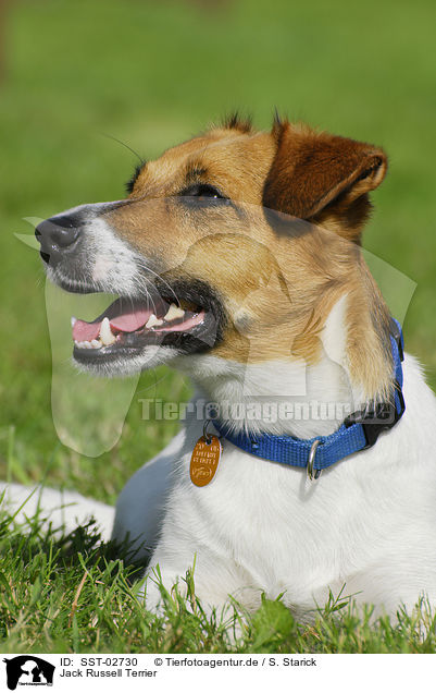 Jack Russell Terrier / Jack Russell Terrier / SST-02730