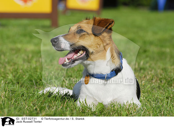 Jack Russell Terrier / Jack Russell Terrier / SST-02731