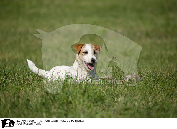 Jack Russell Terrier / RR-16961