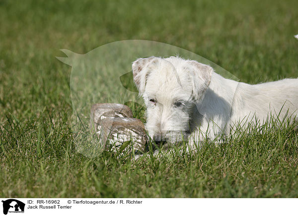 Jack Russell Terrier / RR-16962