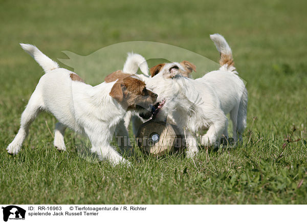 spielende Jack Russell Terrier / RR-16963