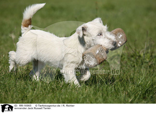 rennender Jack Russell Terrier / running Jack Russell Terrier / RR-16965