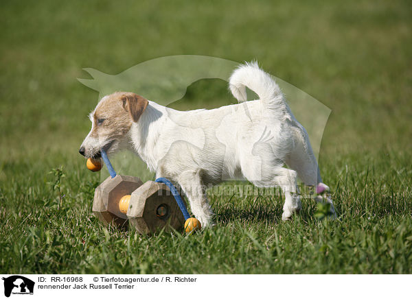 rennender Jack Russell Terrier / running Jack Russell Terrier / RR-16968