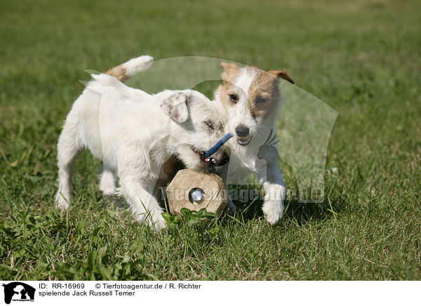 spielende Jack Russell Terrier / RR-16969