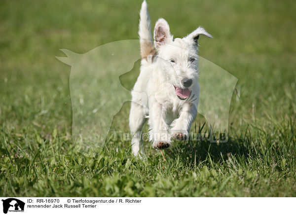rennender Jack Russell Terrier / running Jack Russell Terrier / RR-16970