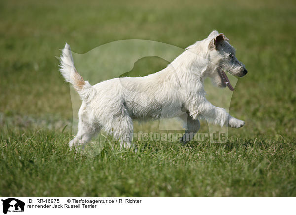 rennender Jack Russell Terrier / running Jack Russell Terrier / RR-16975