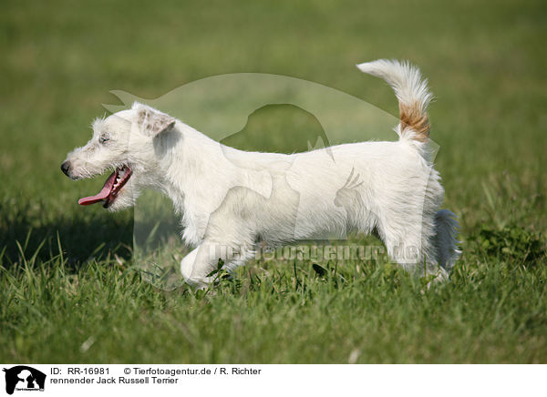 rennender Jack Russell Terrier / running Jack Russell Terrier / RR-16981