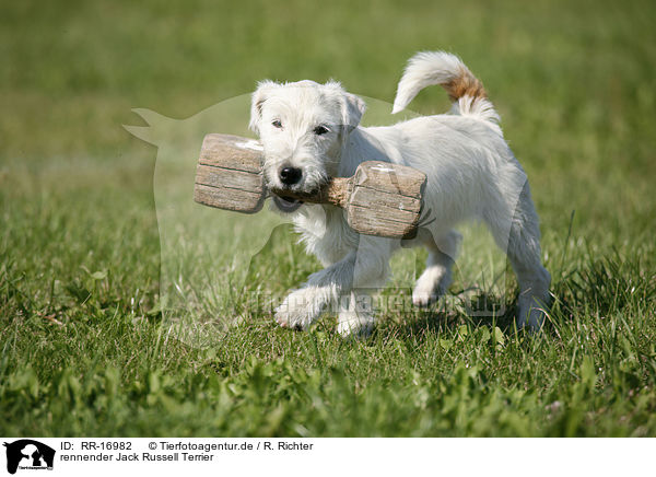rennender Jack Russell Terrier / running Jack Russell Terrier / RR-16982
