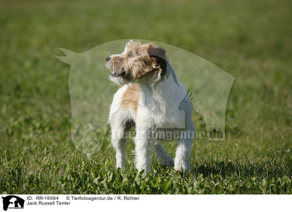 Jack Russell Terrier / Jack Russell Terrier / RR-16984