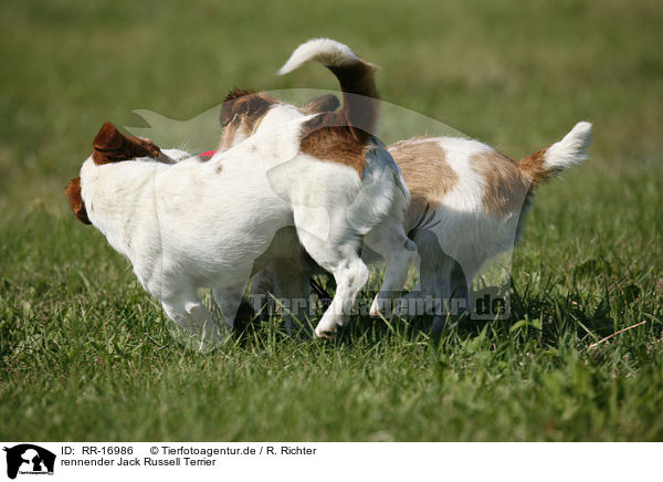 rennender Jack Russell Terrier / RR-16986