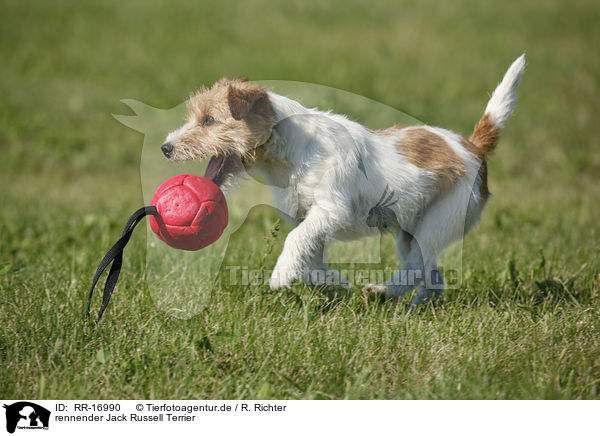 rennender Jack Russell Terrier / running Jack Russell Terrier / RR-16990