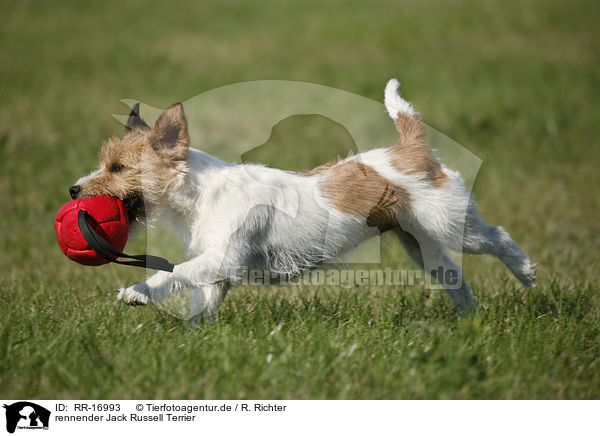 rennender Jack Russell Terrier / running Jack Russell Terrier / RR-16993