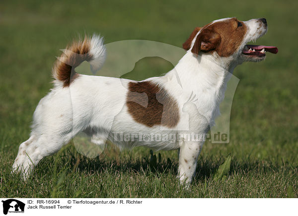 Jack Russell Terrier / Jack Russell Terrier / RR-16994