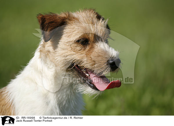 Jack Russell Terrier Portrait / Jack Russell Terrier Portrait / RR-16998
