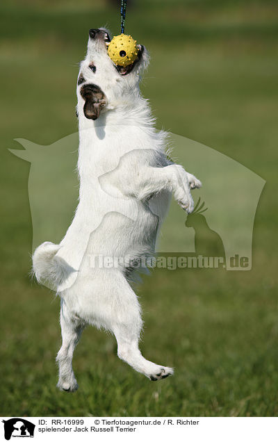 spielender Jack Russell Terrier / RR-16999