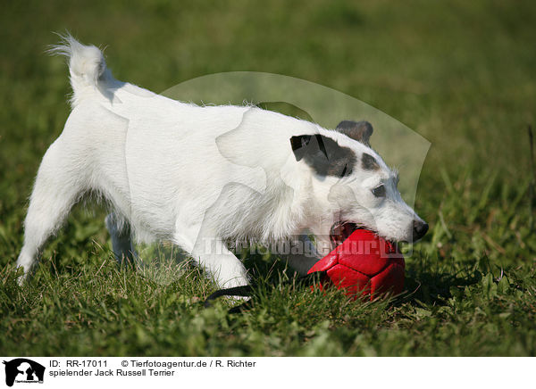 spielender Jack Russell Terrier / playing Jack Russell Terrier / RR-17011