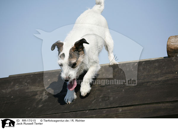 Jack Russell Terrier / Jack Russell Terrier / RR-17015