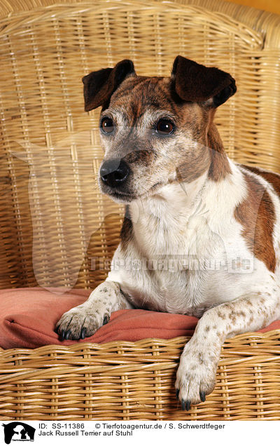Jack Russell Terrier auf Stuhl / Jack Russell Terrier on chair / SS-11386